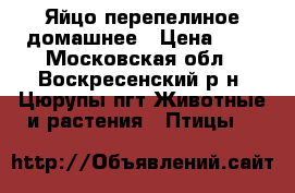 Яйцо перепелиное домашнее › Цена ­ 3 - Московская обл., Воскресенский р-н, Цюрупы пгт Животные и растения » Птицы   